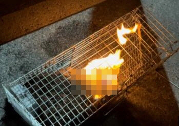 디시인사이드에 올라온 고양이 학대 영상[카라 제공]